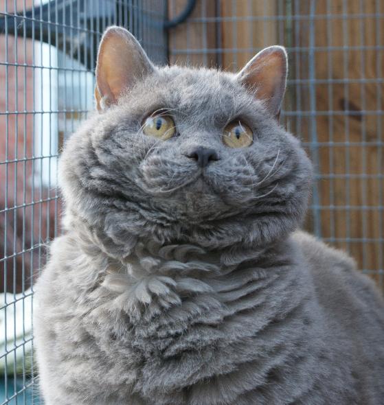 Selkirk Rex Cat