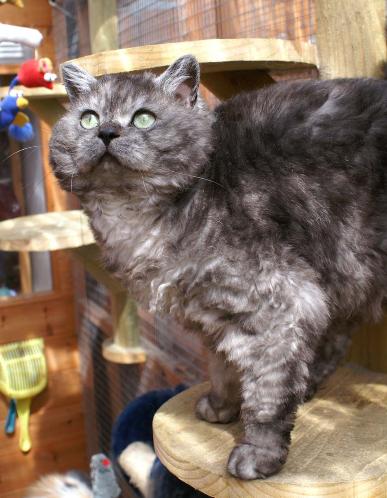 amazolou Selkirk Rex Cat