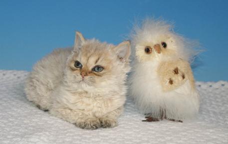 amazolou Selkirk Rex Cat