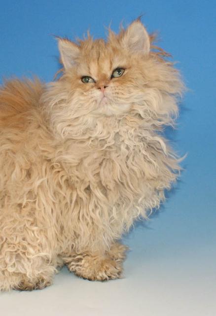 amazolou Selkirk Rex Cat