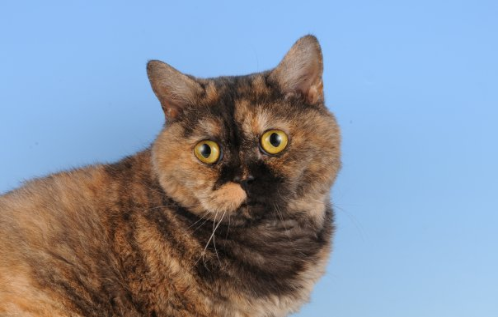 amazolou Selkirk Rex Cat
