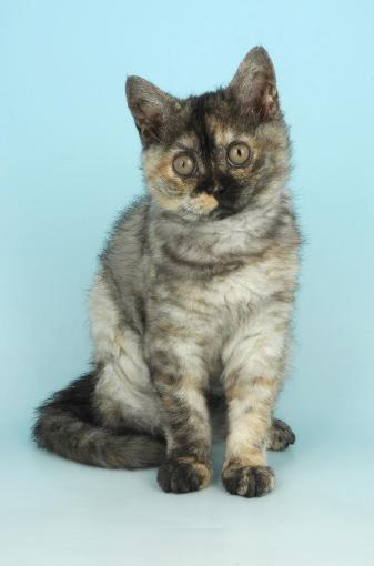 amazolou Selkirk Rex Cat