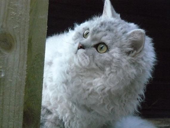 amazolou Selkirk Rex Cat