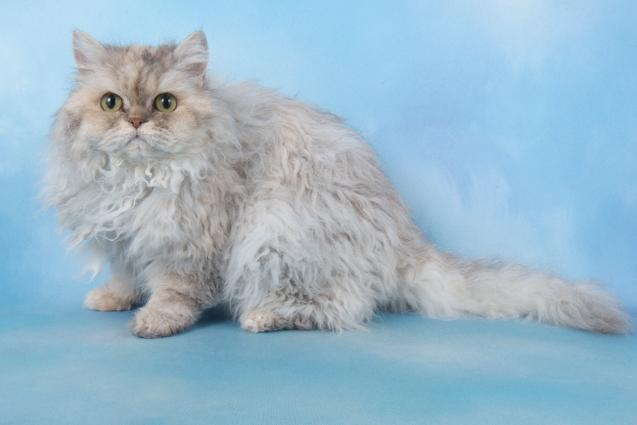 amazolou Selkirk Rex Cat
