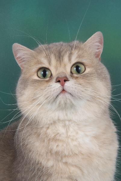 Blue Golden British Shortahired Cat