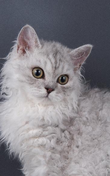 amazolou Selkirk Rex Cat