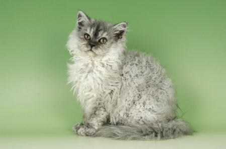 amazolou Selkirk Rex Cat