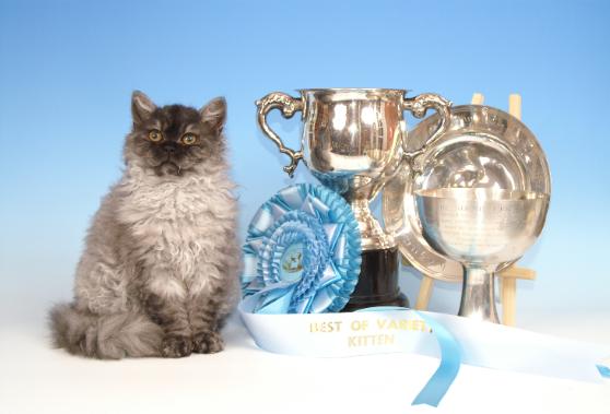 amazolou Selkirk Rex Cat