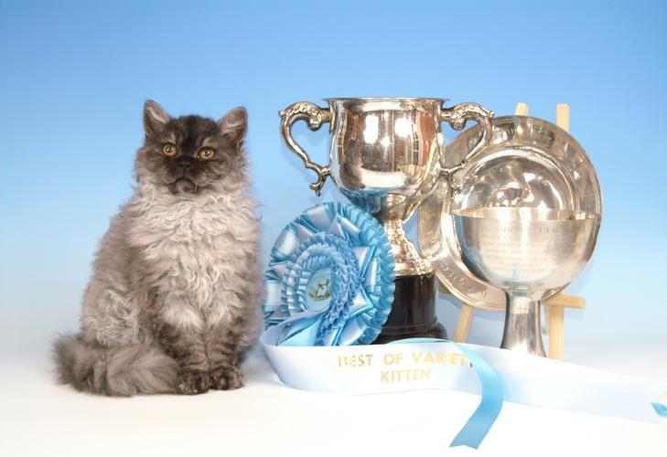 amazolou Selkirk Rex Cat