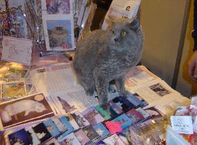 amazolou Selkirk Rex Cat