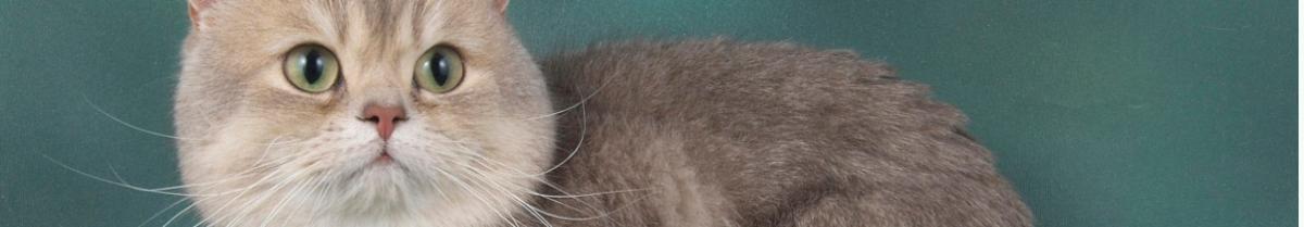 Blue Golden British Shorthaired Cat